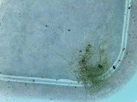 メダカの水槽 屋外 の中に写真の苔 藻 の様なものが増殖していて Yahoo 知恵袋