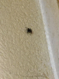 部屋に現れたこの小さい蜘蛛は噛みますか 小さく黒い蜘蛛なら Yahoo 知恵袋