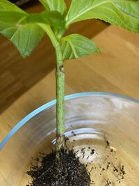 紫陽花の挿し木をして 根が出てきたので鉢に植えかえました 培養土に植えたの Yahoo 知恵袋