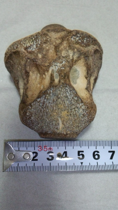 ケサイの脊椎 化石 第四紀更新世（氷河期）送料込