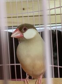 ホトトギスの鳴き声の聞きなし トキョキョカキョク 特許許可局 Yahoo 知恵袋