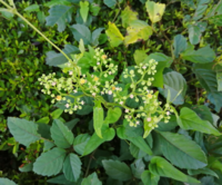 何処にでも生えている駆除が困難な蔓性の雑草ですが よく見ると可愛 Yahoo 知恵袋