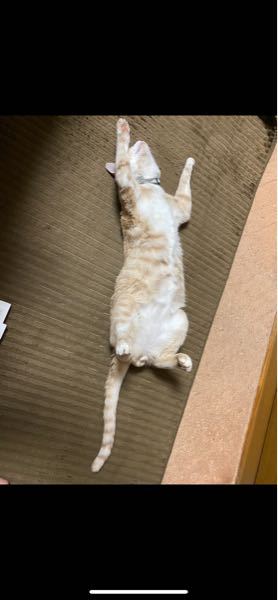 うちの猫、生後8ヶ月なんですけどこれってでかいですか？ - Yahoo!知恵袋