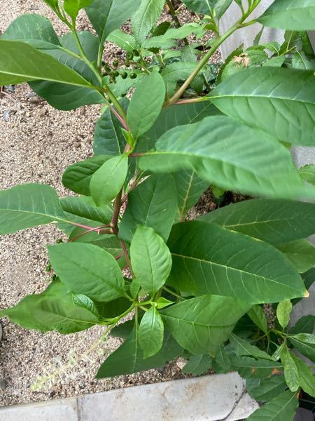 アボカドの地植えについて質問です アボカドが花と実をつけました 緑の連なっ Yahoo 知恵袋