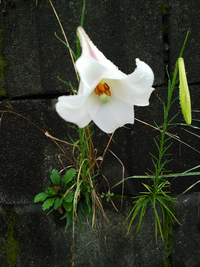ヤマユリ、オニユリに続いて開花時期をずらせて今度はこんな白い花の百合が仙台郊外で見られるようになりました。
タカサゴユリ、テッポウユリでしょうか。 この画の白いユリの正しい名が分かればお教えください。