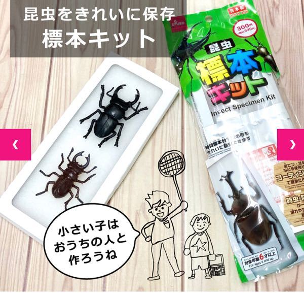 初めて昆虫の標本を作ろうと思います ダイソーの標本キットは使用後 昆 Yahoo 知恵袋