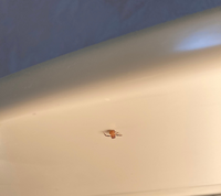 この画像のクモは何というクモでしょか また なぜ足の数が少ないのでしょうか Yahoo 知恵袋