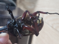カブトムシを交尾させたのですが 途中で失敗したのか生殖機が出たま Yahoo 知恵袋