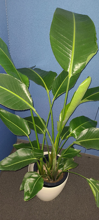 この観葉植物の名前を教えて下さいできれば メンテナンス方法も知り Yahoo 知恵袋