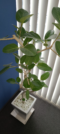 浴室の出窓に向いた鉢物を教えてください 殺風景なので 観葉植物を置き Yahoo 知恵袋