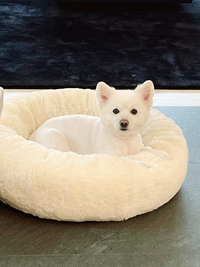 バンタンのメンバーが飼っているペットの名前を教えてください できれば犬種 Yahoo 知恵袋