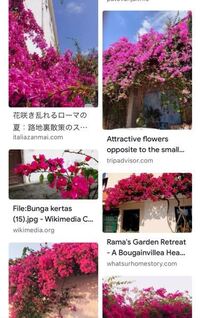 海外で良く咲いてある ブーゲンビリアの種類がわかる方いらっしゃい Yahoo 知恵袋