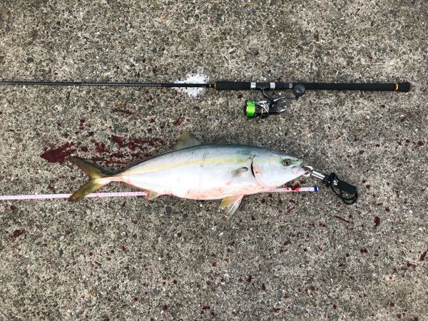 この魚はメジロかヒラマサどっちですか？ - https://tsuriha 