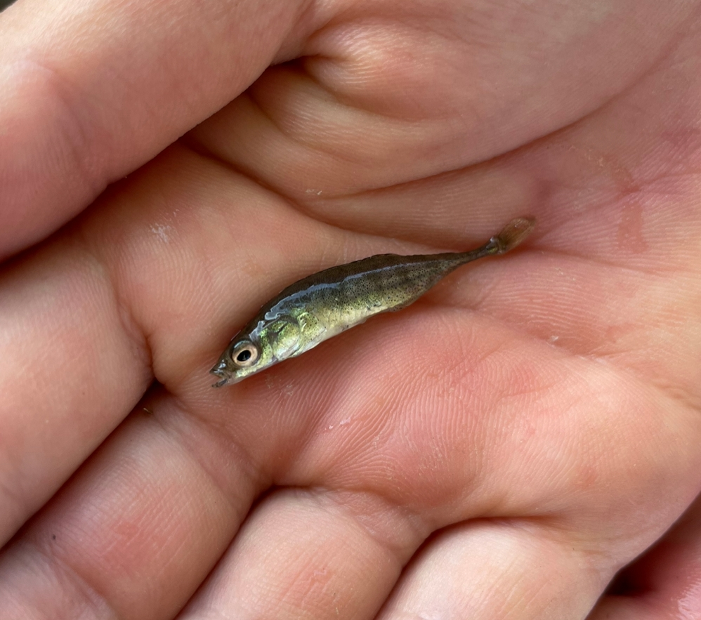 田んぼの水路ですくった小さな魚ですが 名前をご存知の方がいらっし Yahoo 知恵袋