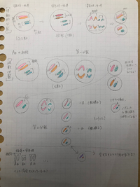 生物体細胞分裂と減数分裂について 教科書の図を見てもよく理解できないんです Yahoo 知恵袋