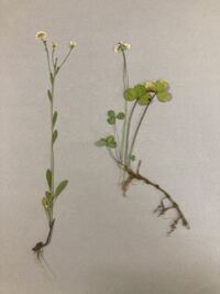 押し花を作るときの乾燥シートはどこに売っていますか 押し花用 Yahoo 知恵袋