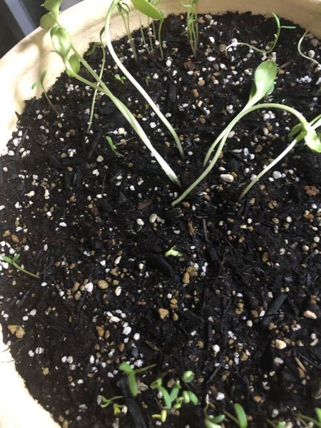 薬剤散布について 紅葉が始まる時期にスミチオンを散布す Yahoo 知恵袋