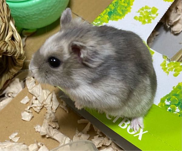ジャンガリアンハムスターの換毛について質問です。 - 生まれが2 