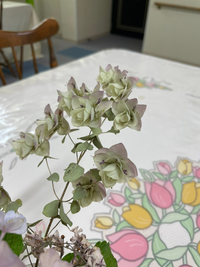 この花の名前わかる人教えてください Yahoo 知恵袋