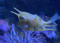 この魚の名前が知りたいです名古屋港水族館の南館にいました写真を見 Yahoo 知恵袋