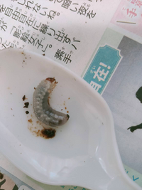 これは 何の幼虫でしょうか カブトムシか コクロコガネか アオドウガネの幼 Yahoo 知恵袋