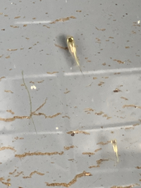 この魚はメダカでしょうか 近所の川にいました わかる方いらっしゃいましたら Yahoo 知恵袋