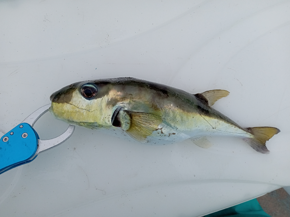 三浦半島周辺で船釣りをしている者です この魚がなんだかわかる方教 Yahoo 知恵袋