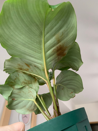 観葉植物について 質問です カラテアのオルビフォリアの葉裏が茶色 Yahoo 知恵袋