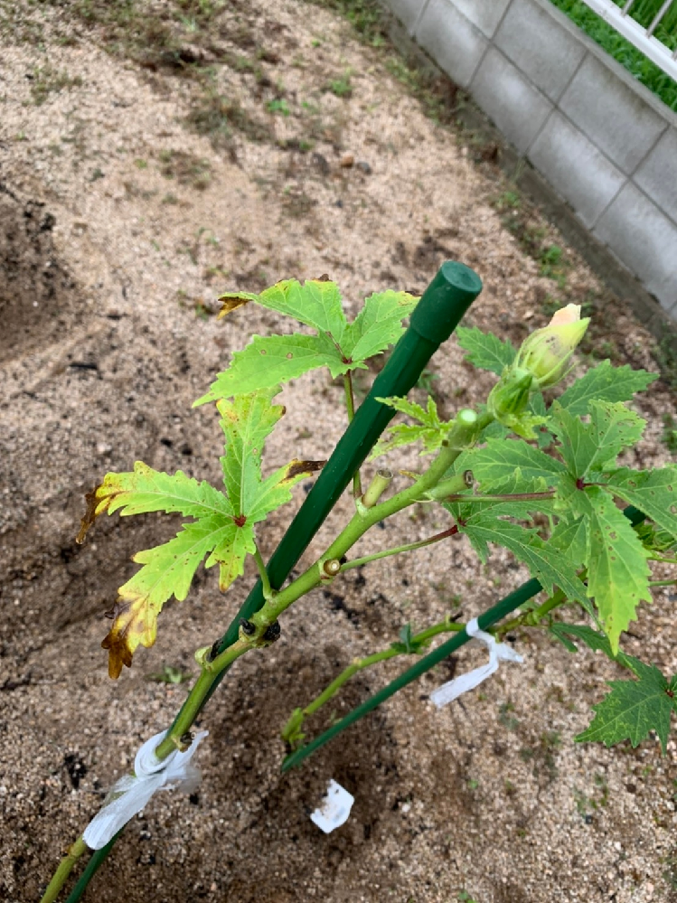 オクラの病気について写真のように葉っぱが茶色くなっています 葉枯細菌病でし Yahoo 知恵袋