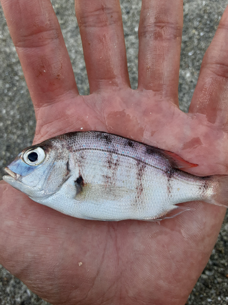 この魚何の稚魚 真鯛の子供 通称ちゃりこですね ちゃりこが Yahoo 知恵袋