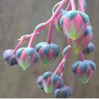 この多肉植物 花 の名前分かる方いますか 外国の方がインスタに投稿されてい Yahoo 知恵袋