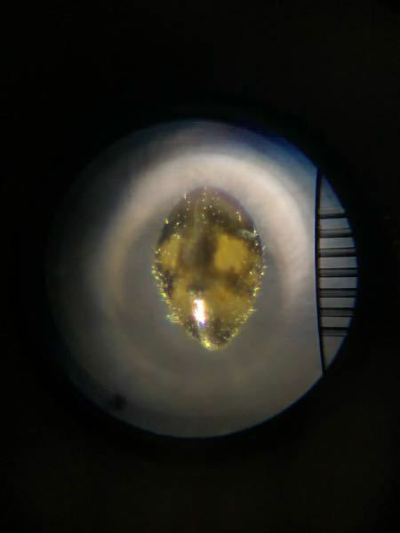 外に放置している水槽にプランクトンのような生物がいました 顕微鏡 Yahoo 知恵袋