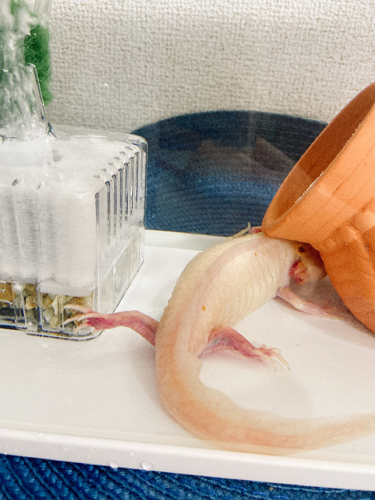 飼い始めて9年程になるウーパールーパーです 両足が赤く内出血様なので レッ Yahoo 知恵袋