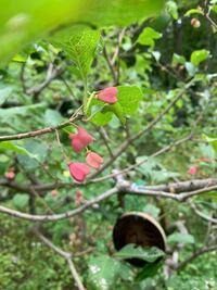 この植物はなんですか マユミ またはカントウマユミと思い Yahoo 知恵袋