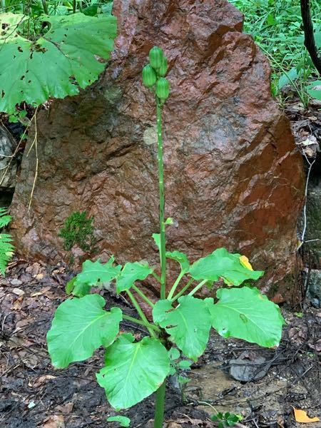 この植物は何ですか ウバユリ またはオオウバユリと思います Yahoo 知恵袋