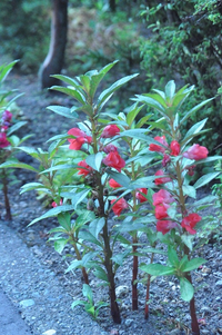 ポインセチアを地植えしてしまいました ポインセチアが南国の花と知らずに Yahoo 知恵袋