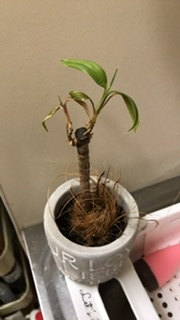 ぐったりした鉢植えのガーベラ 復活させるには 今週の日曜日 義母が小 Yahoo 知恵袋