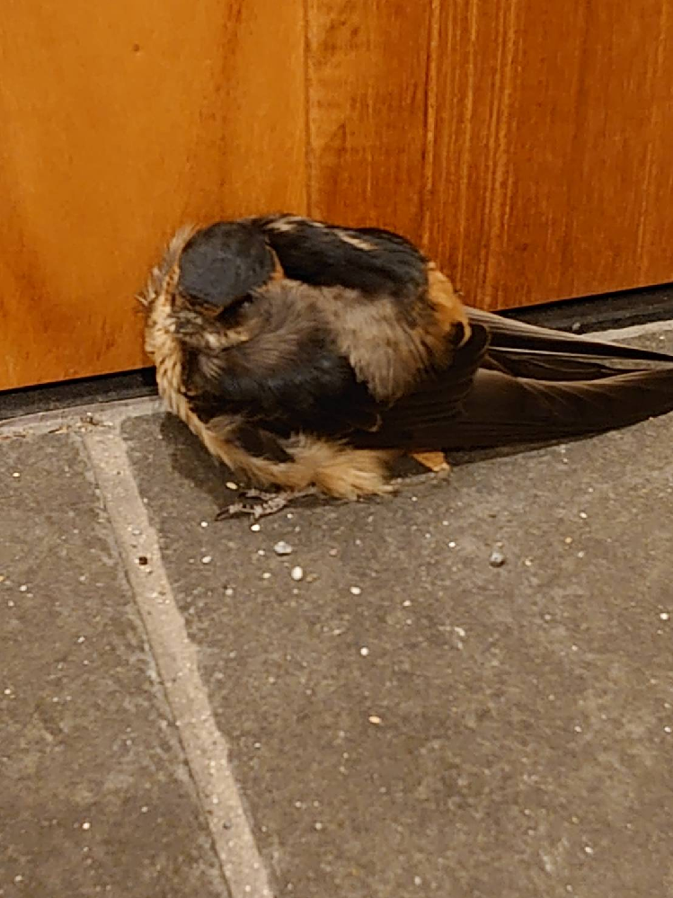 ウサギは庭で飼えますか ウサギ飼育についてサイトをみていま Yahoo 知恵袋