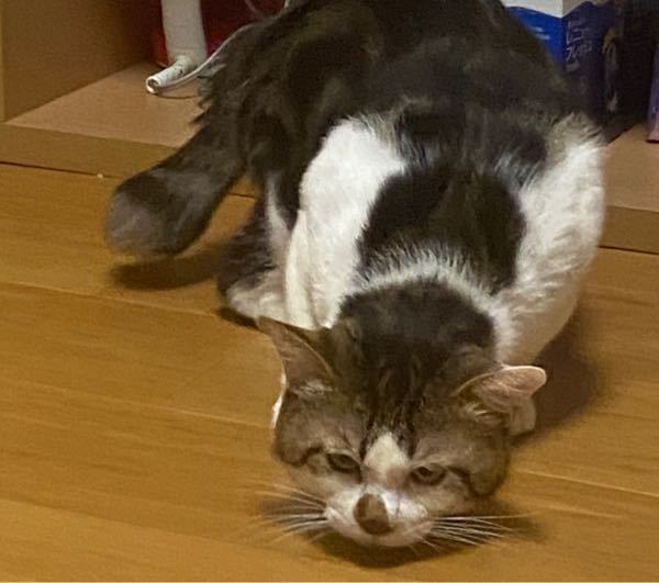 緊急です猫を飼っているのですが、たまに顔を下に着けるように吐く素 