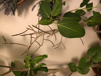 ダイソーの活力剤について ダイソーで購入した植物用の活力剤を Yahoo 知恵袋