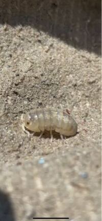 海辺にいたんですけど もしかしてこれってダイオウグソクムシの赤ちゃんですか Yahoo 知恵袋