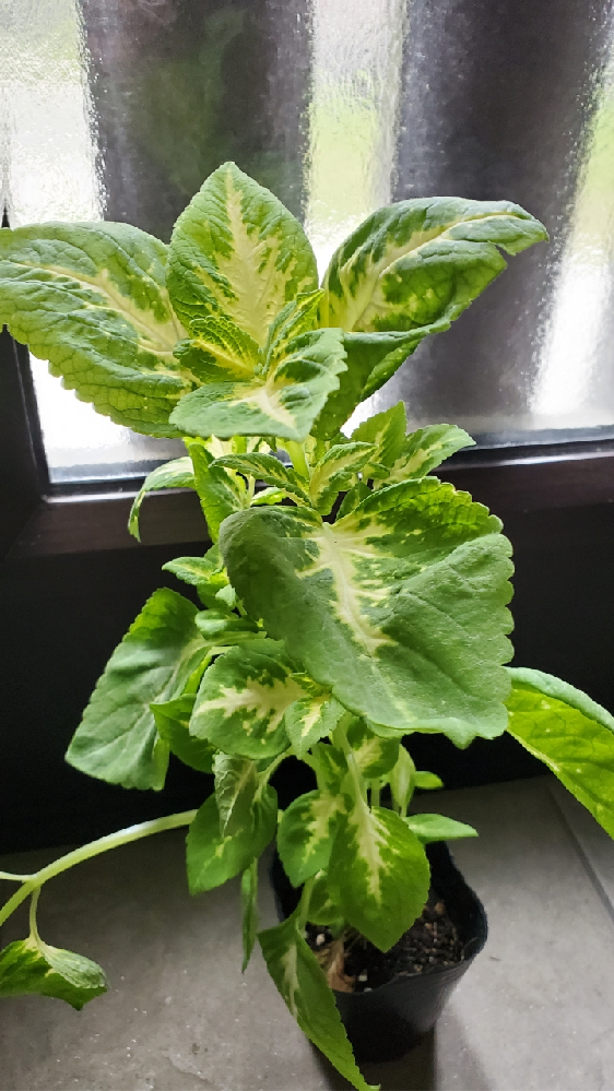 薬剤散布について 紅葉が始まる時期にスミチオンを散布す Yahoo 知恵袋