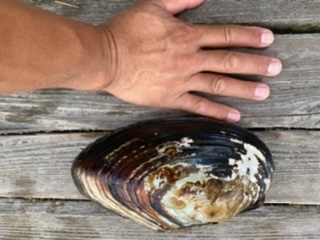 淡水湖で取りました なんて言う名前の貝かわかりますか どぶ貝 Yahoo 知恵袋