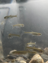 現在シルバーアロワナの稚魚を飼っているものです 川でカワムツとオイ Yahoo 知恵袋