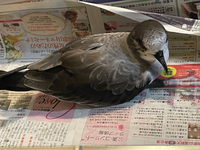 この鳥 何の鳥かわかる方いらっしゃいますか 水かきがあってくちば Yahoo 知恵袋