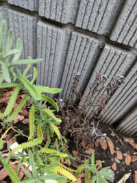 大阪在住です ラベンダーの葉が黄変し始めてます 葉焼け以外考えられる原因はあり Yahoo 知恵袋