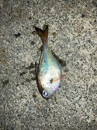 駿河湾で釣れました。 なんて名前の魚でしょうか？
