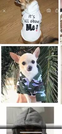 犬がマスカットの皮を食べてしまったかもしれません すごく少量ですが 怖くて 犬 Yahoo 知恵袋