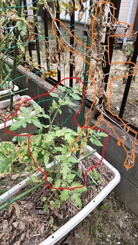 トマトの病気 トマトの茎に茶色の筋が長く付き やがて元気 Yahoo 知恵袋