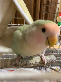 コザクラインコを飼って2年が経ちました 家に帰り様子を見ると頬がピンクにな Yahoo 知恵袋